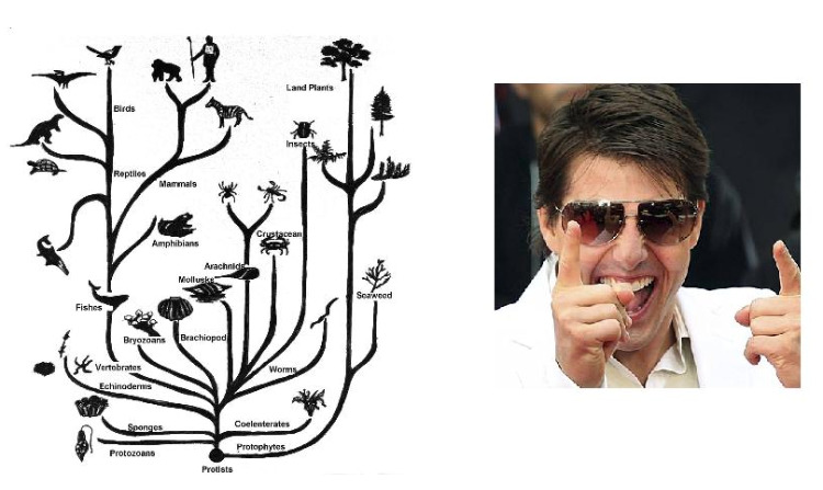 Tom Cruise Outside of a Multi-Species Family Tree